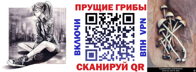 Псилоцибиновые грибы Psilocybe  даркнет официальный сайт  Апрелевка 